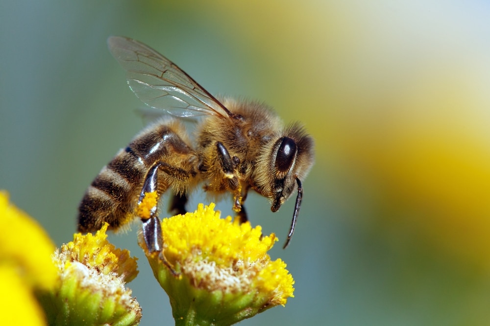 Honey Bee on top of a nectar