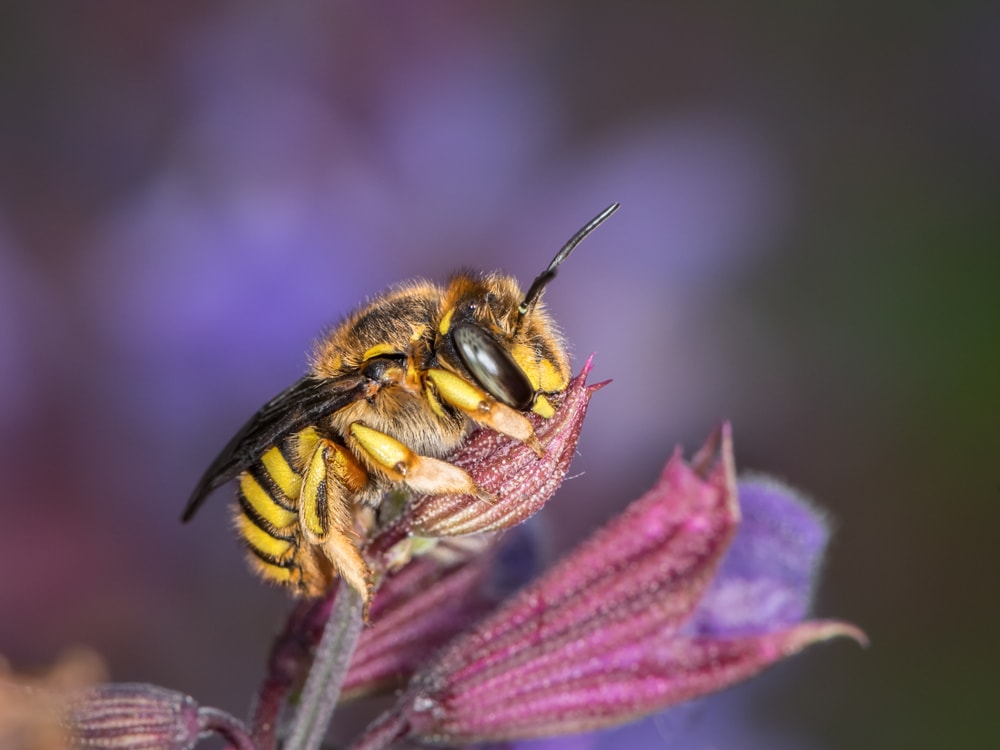 Wool Carder Bee (Anthidium manicatum)