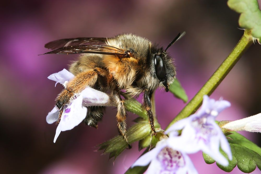 Flower Bee (Anthophora plumipes)