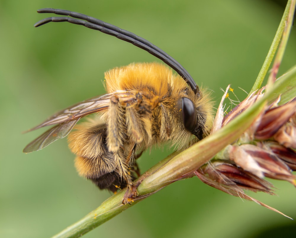 Long-horned Bee (Eucera longicornis)