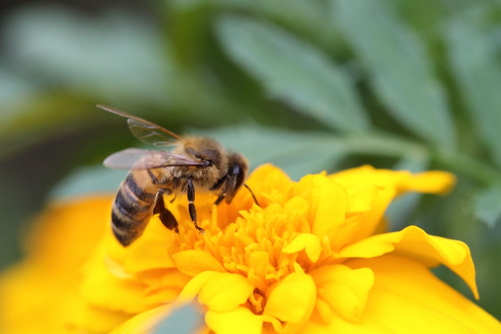 Bee collecting pollen on a flower