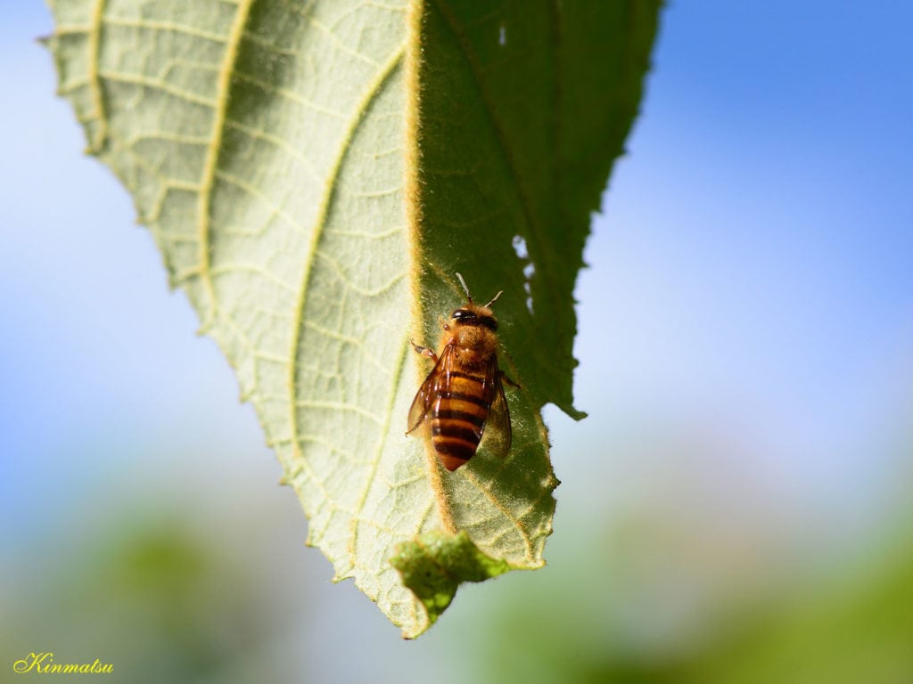 Koschevnikov’s Honeybee (Apis koschevnikovi)