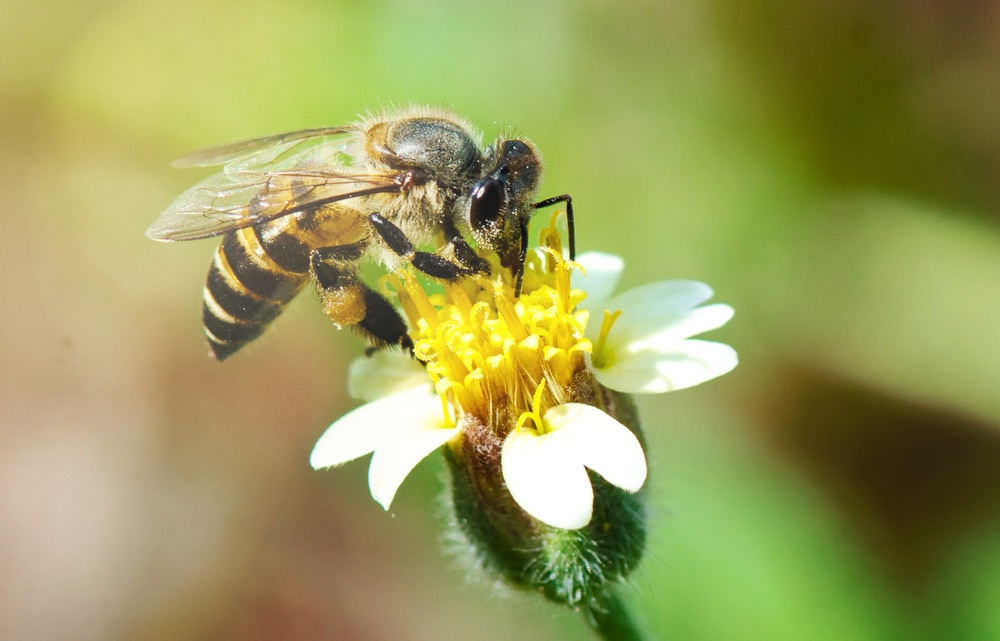 Cavity Nesting Asian Honeybee (Apis cerana)