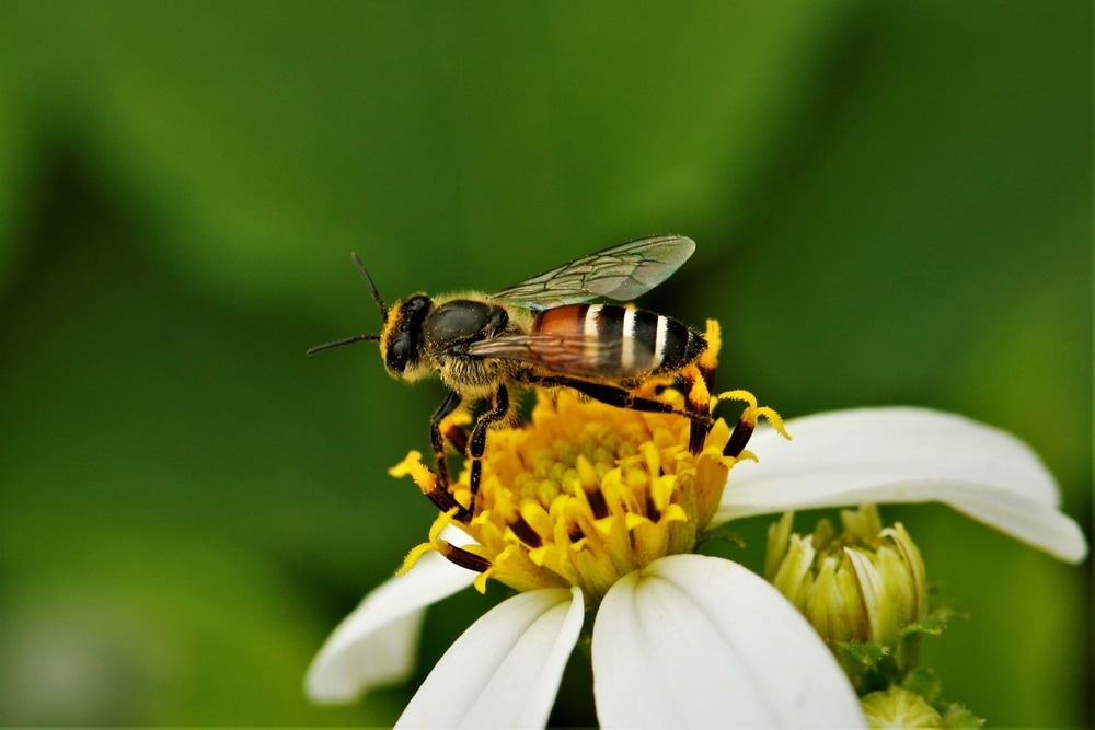Red Dwarf Honeybee (Apis florea)