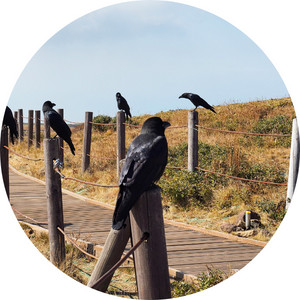 crows guarding a road