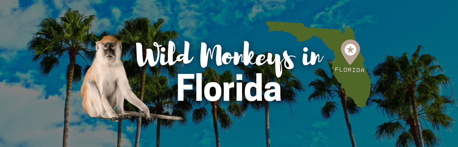 Wild monkeys in florida featured-photo