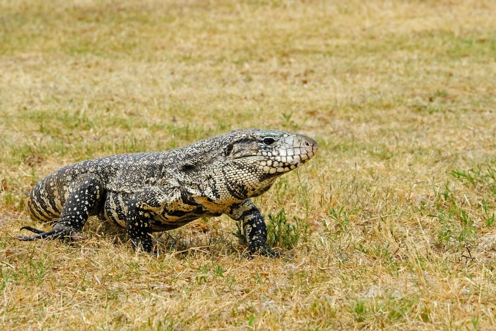 Argentine Tegu found in Florida