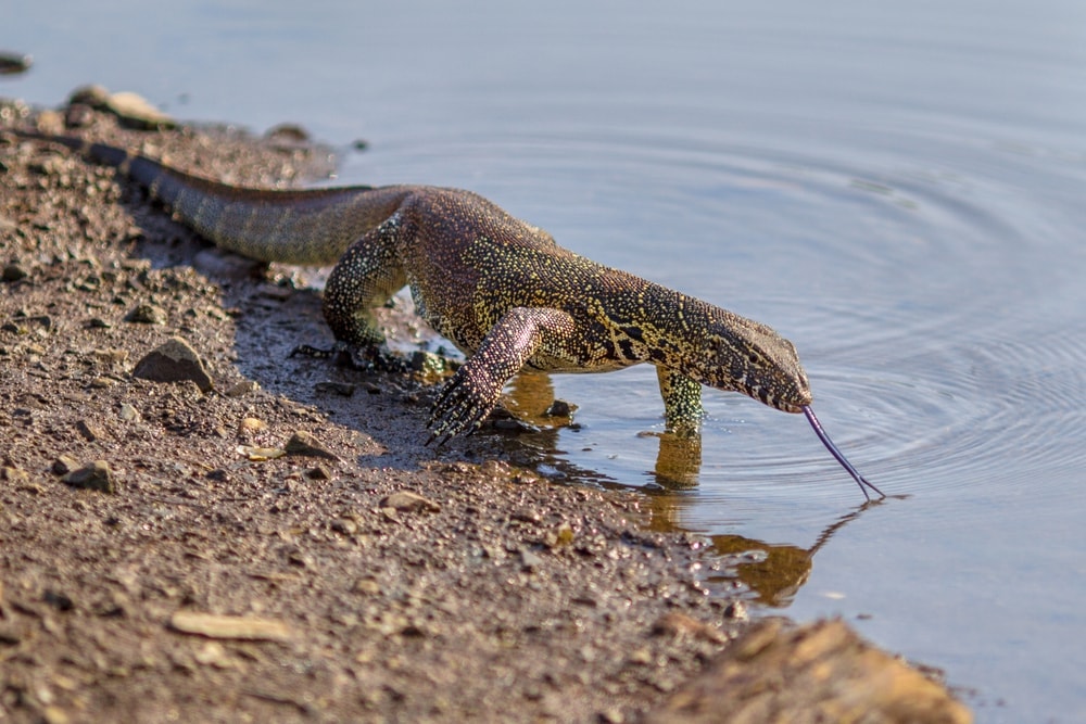 Nile Monitors walking on Florida rivers
