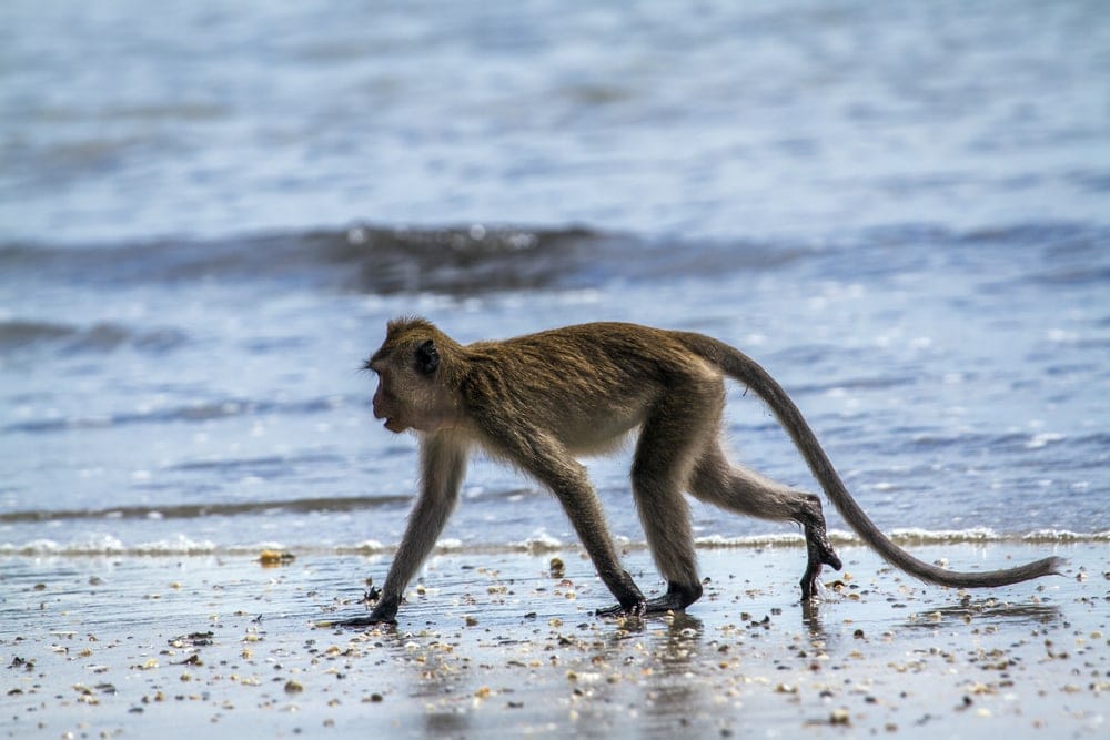 Crab Eating Macaques found at the beach of Florida
