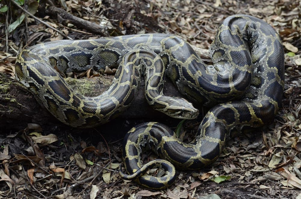 Burmese Pythons laying on the ground in Florida