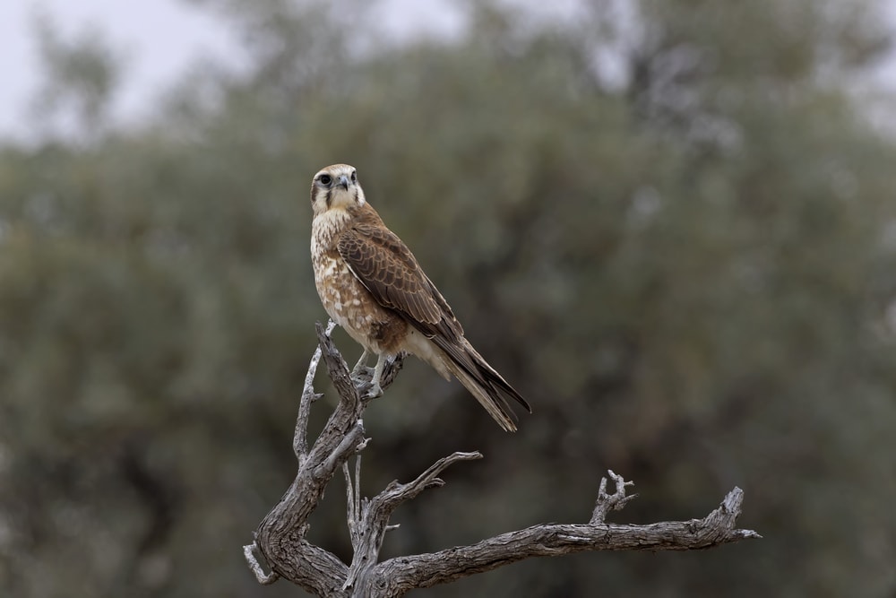 a Brown Falcon species (Falco berigora) peched on a dead tree