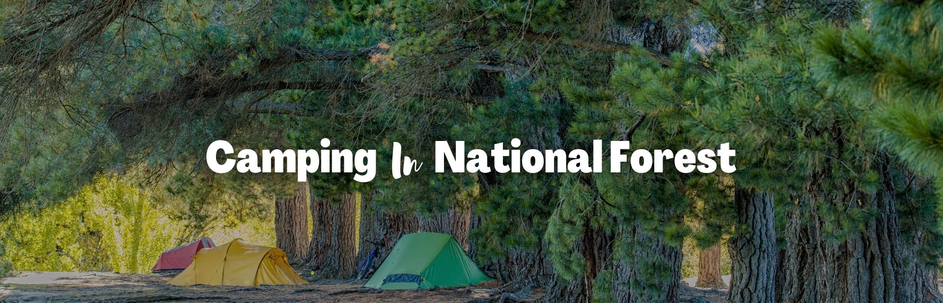 camping in national forests featured image