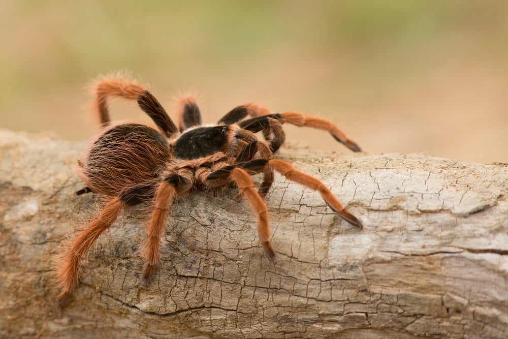  iamge of Megaphobema robustum or Columbian giant spider on a tree log