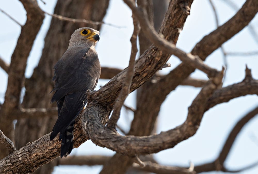 Dickinson's kerstel or falco dickinsoni standing  on a dead tree branch