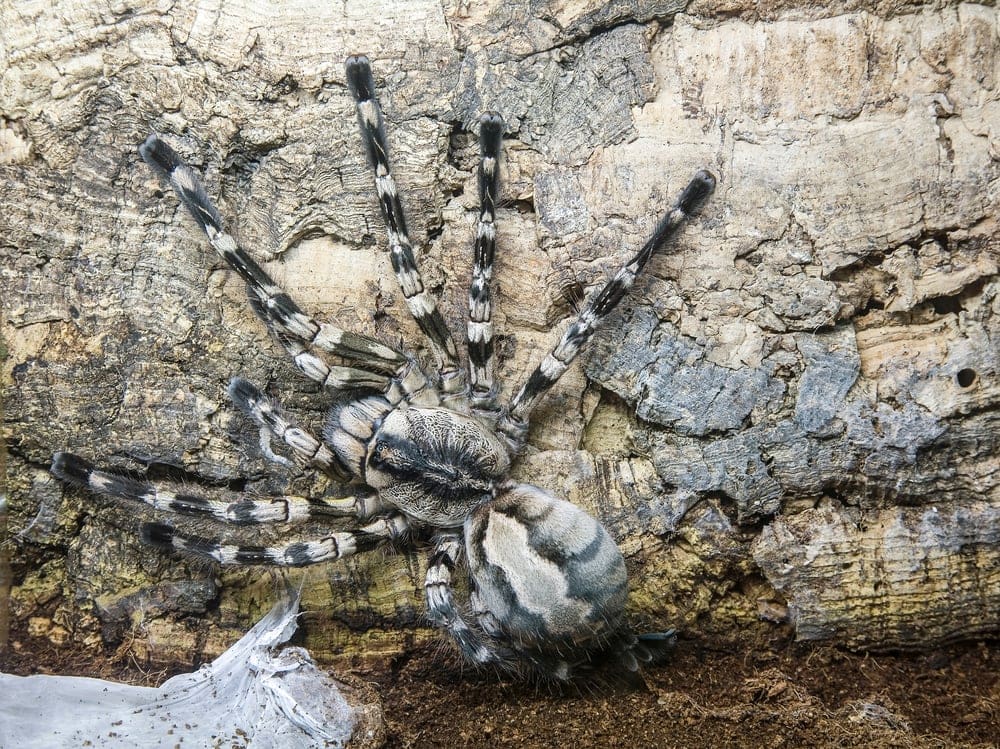 image of a Poecilotheria rajaei or face sized tararantula on a tree log