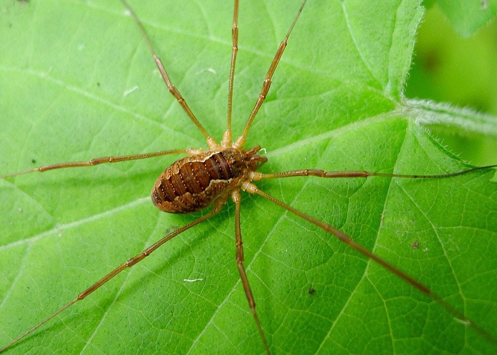 Harvestmen spiders also known as daddy long legs