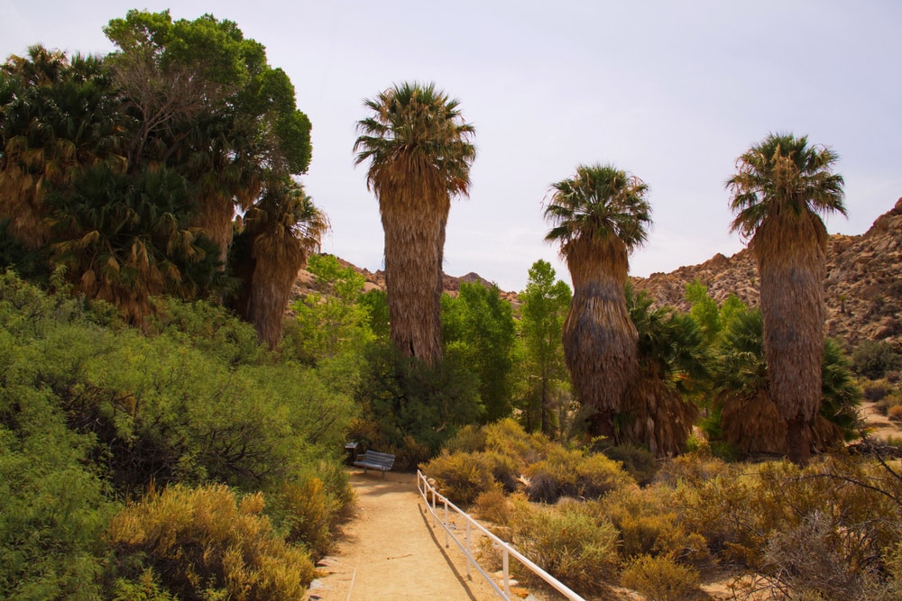 Palms at Cottonwood Springs in Joshua Tree in California USA