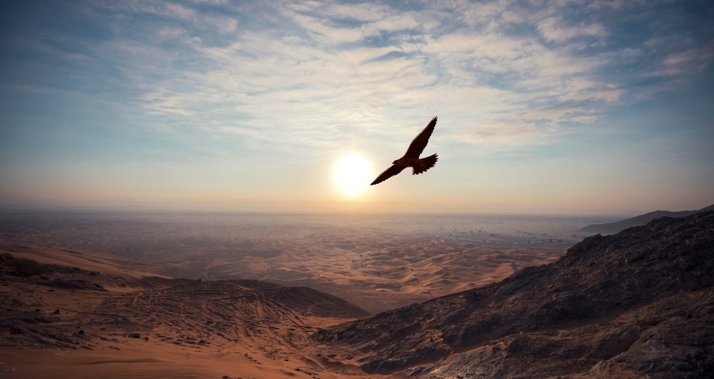 silhouette of a bird flying over mountains
