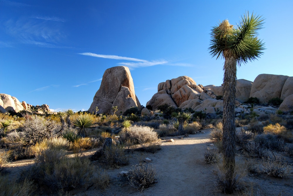 Split Rock trail in  Joshua Tree National Park, California.