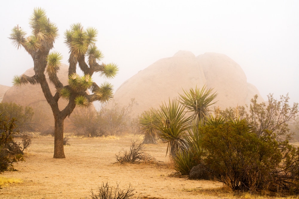 foggy day at the Joshua Natioanl Park