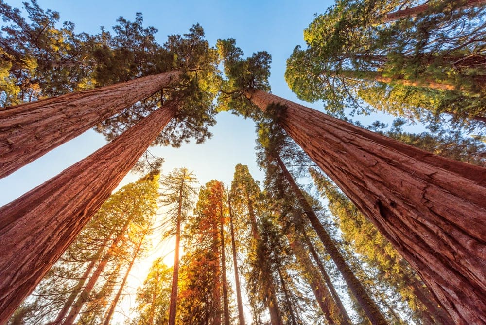 Giant sequoia trees in Sequoia National Park in California