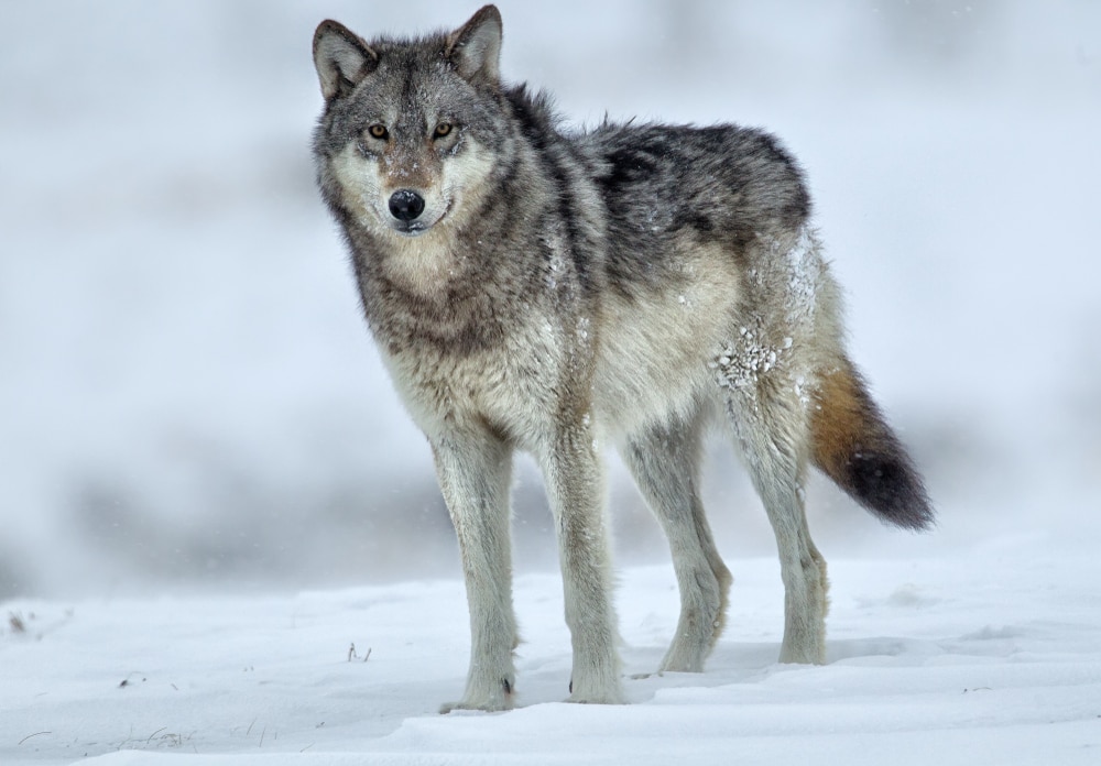 image of a gray wolf in Yellowstone during winter