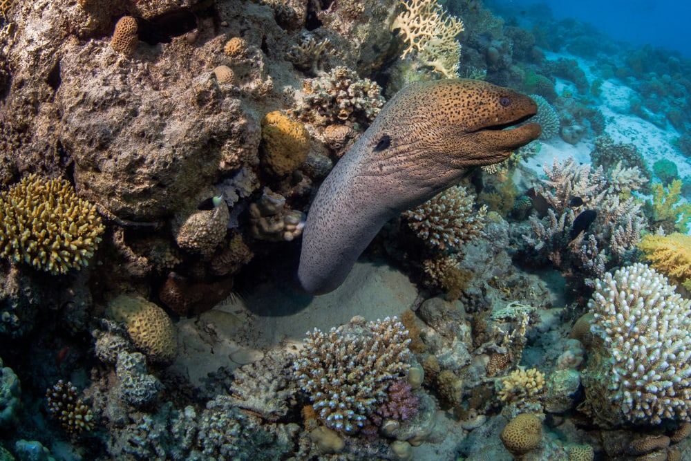 Close-up wide-angle view of moray types of eels lunging from its lair in the coral reef.