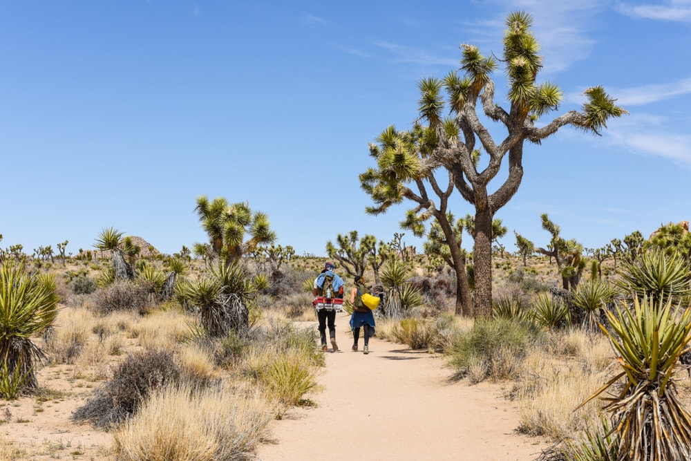 HIkers on Boy Scout Trail with Joshua trees or yucca brevifolia in Joshua Tree California