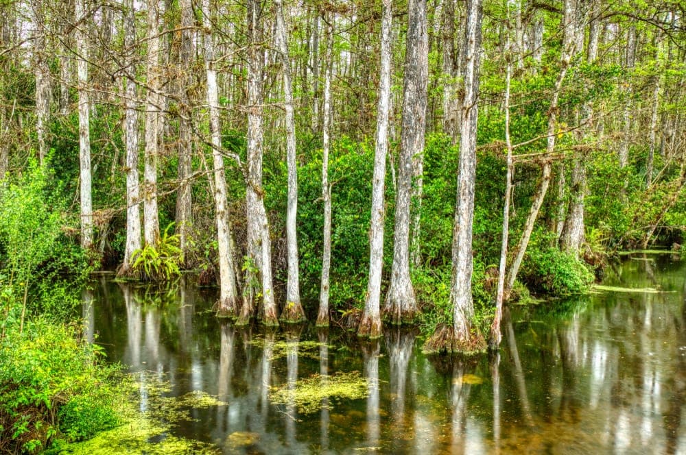 Cypress trees in swamp