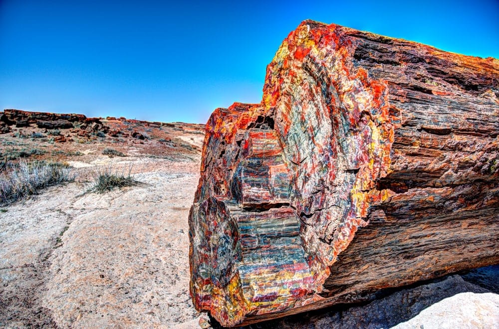 Multicolor Petrified log in petrified forest national park