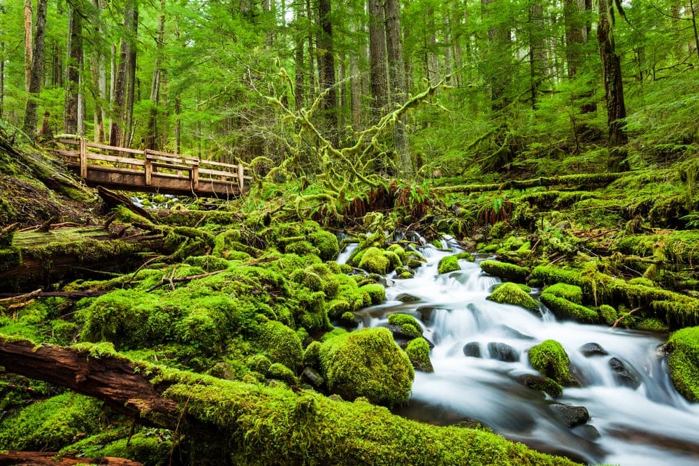running waters at Sol Dick Waterfalls Trail in Olympic National Park