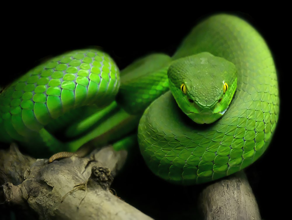Green White-Lipped Pit Viper on a log with black background