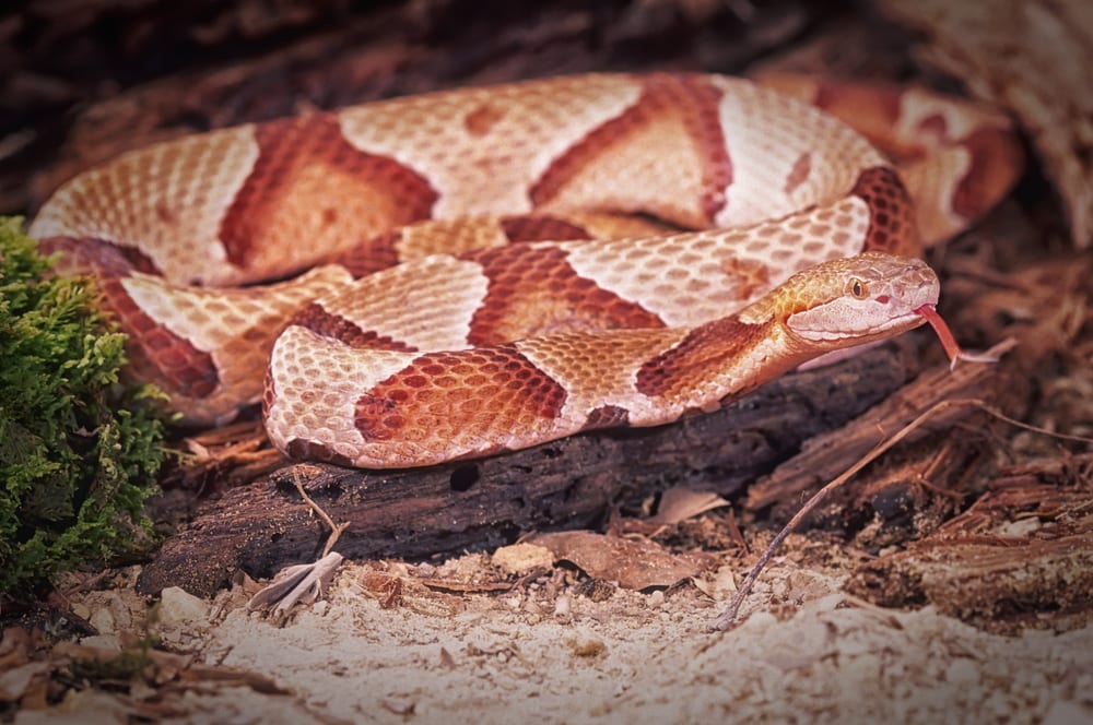 image of a Northern Copperhead, one of the venomous snakes of Pennsylvania