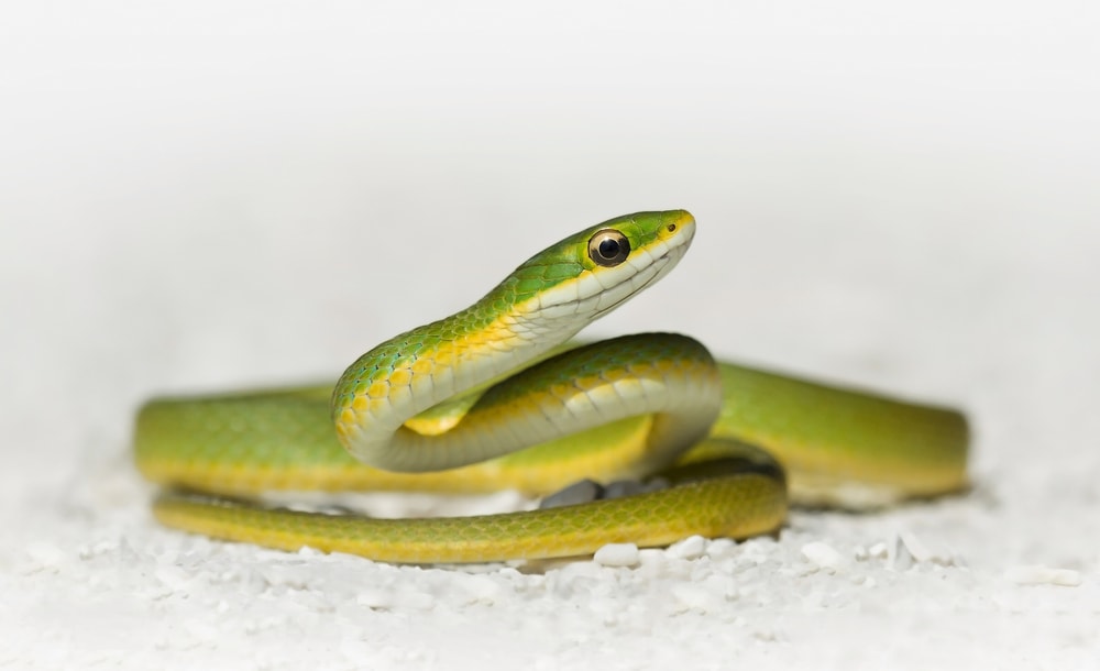 nonvenomous snakes in Pennsylvania, the smooth green snake on a white background