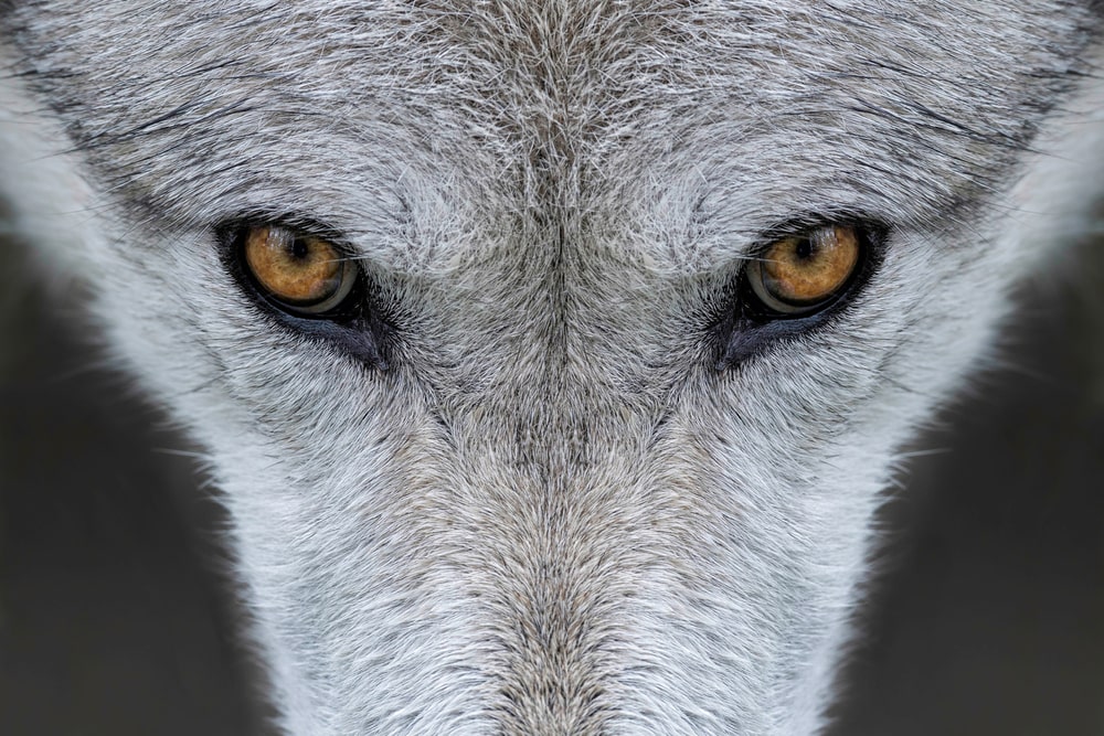 close up image of a gray wolf's eyes