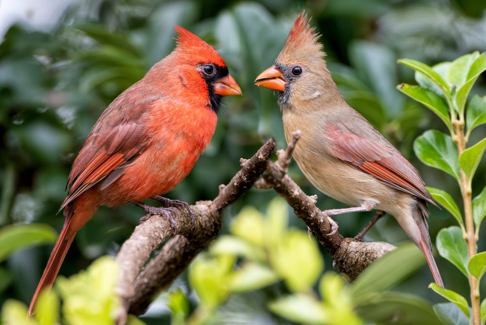 one of the most common Pennsylvania birds, a pair of Northern Cardinal perched on a tree branch, 