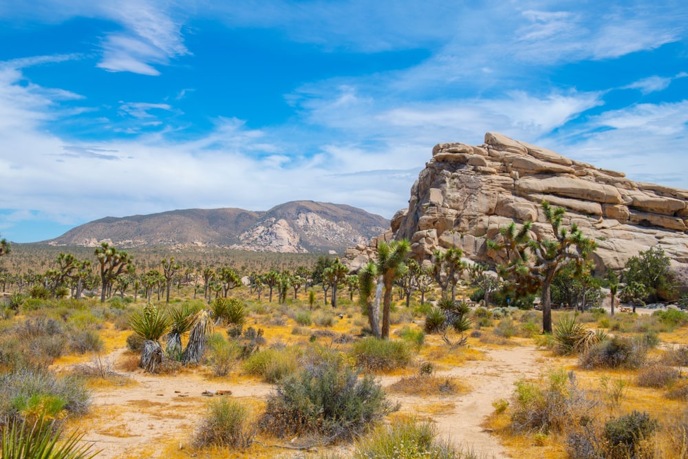 Joshua Trees in Joshua Tree National Park  California CA, USA.