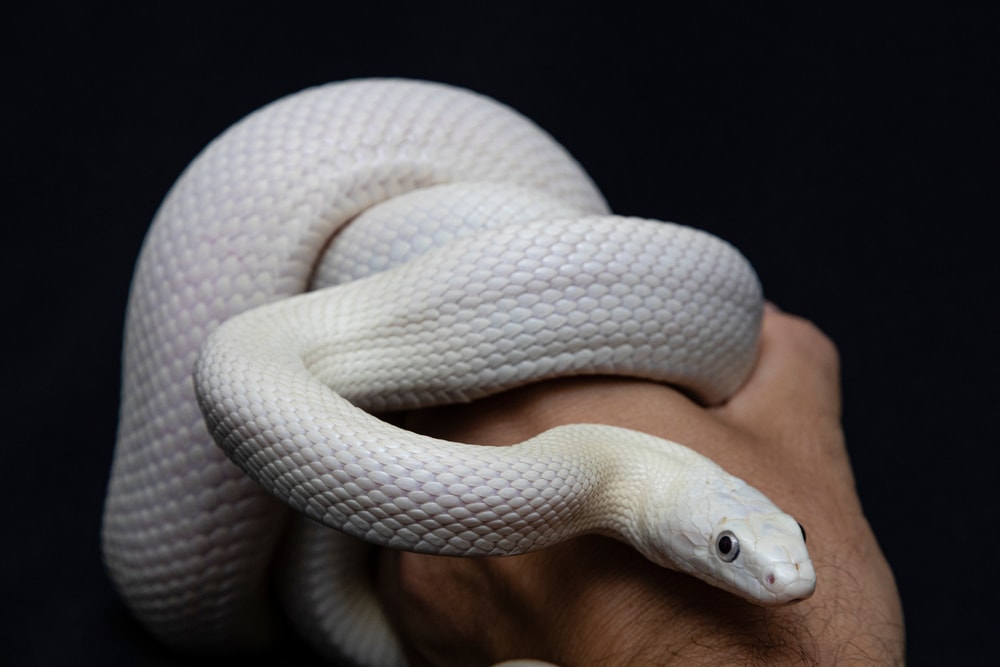 The Texas rat snake (Elaphe obsoleta lindheimeri ) a nonvenomous colubrid found in the United States, primarily within the state of Texas.