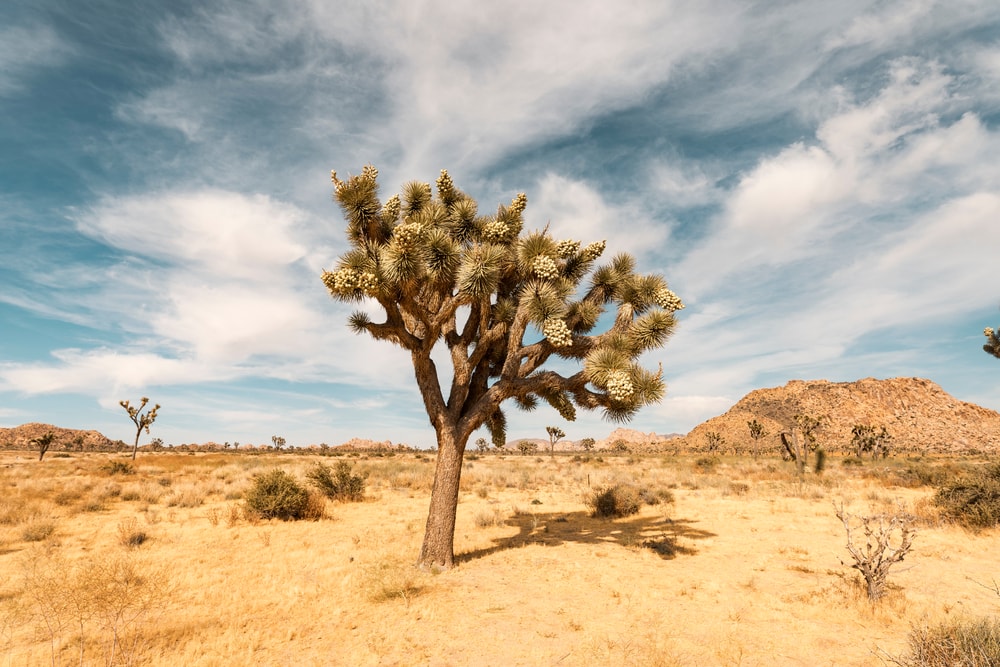 a single joshua tree