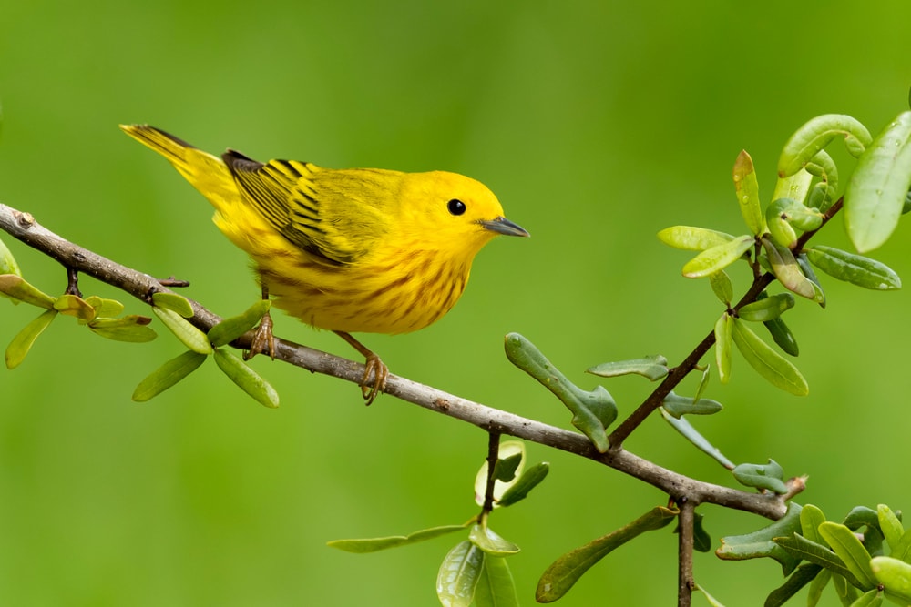 Adult male Yellow Warbler (Setophaga aestiva) peched on a tree branch