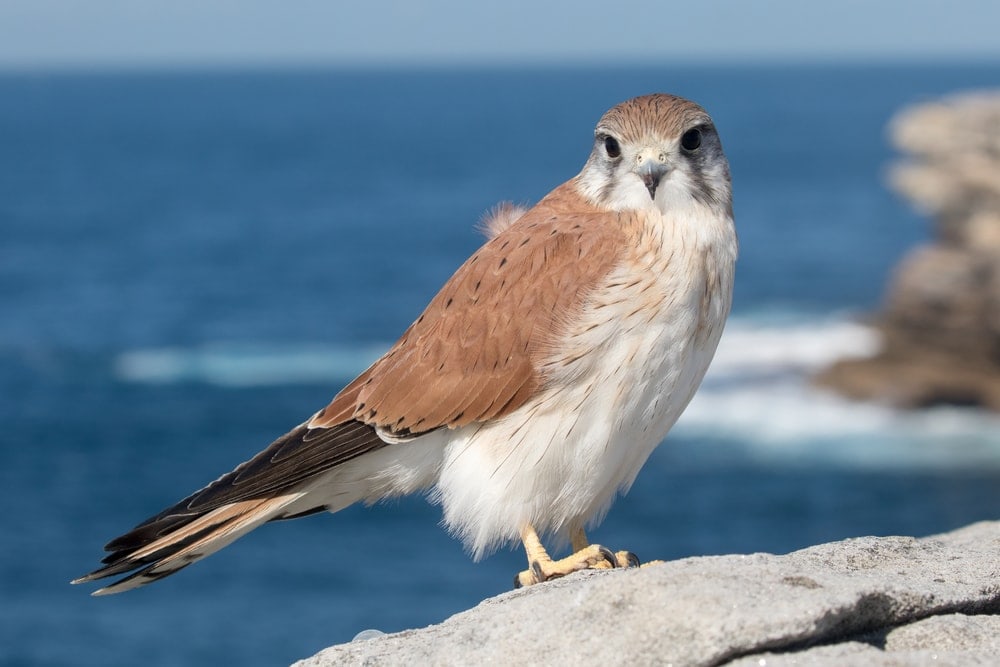 nankeen falcon or Falco cenchroides  standing on a rock  with ocean background