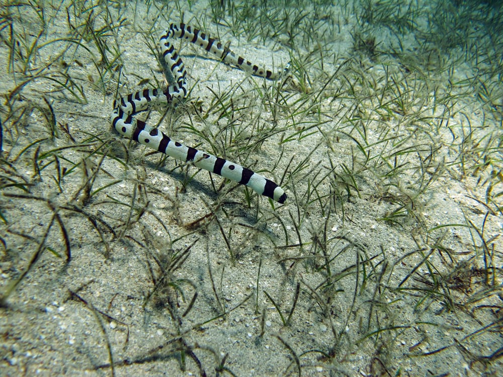 Snake eel swimming near the sand ground