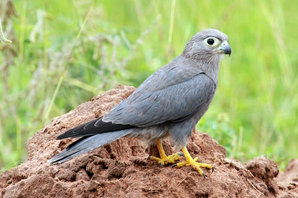 image of a grey kestrel falcon species or Falco ardosiaceus standing on ground