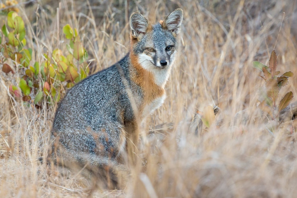 An image of  island fox in channel islands national park
