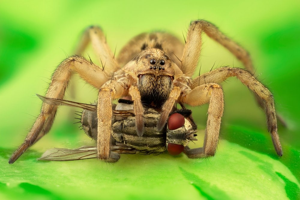 a wolf spider eating a fly