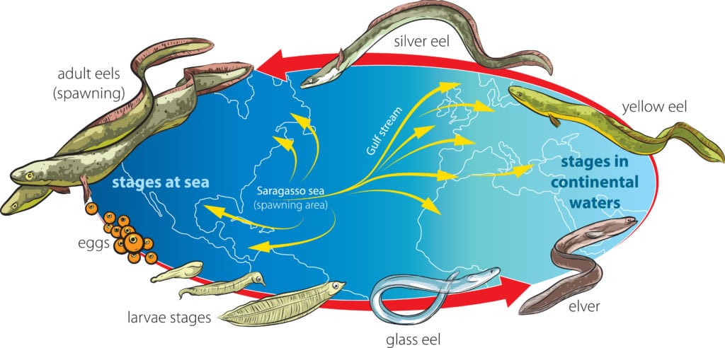 image of eel life cycle