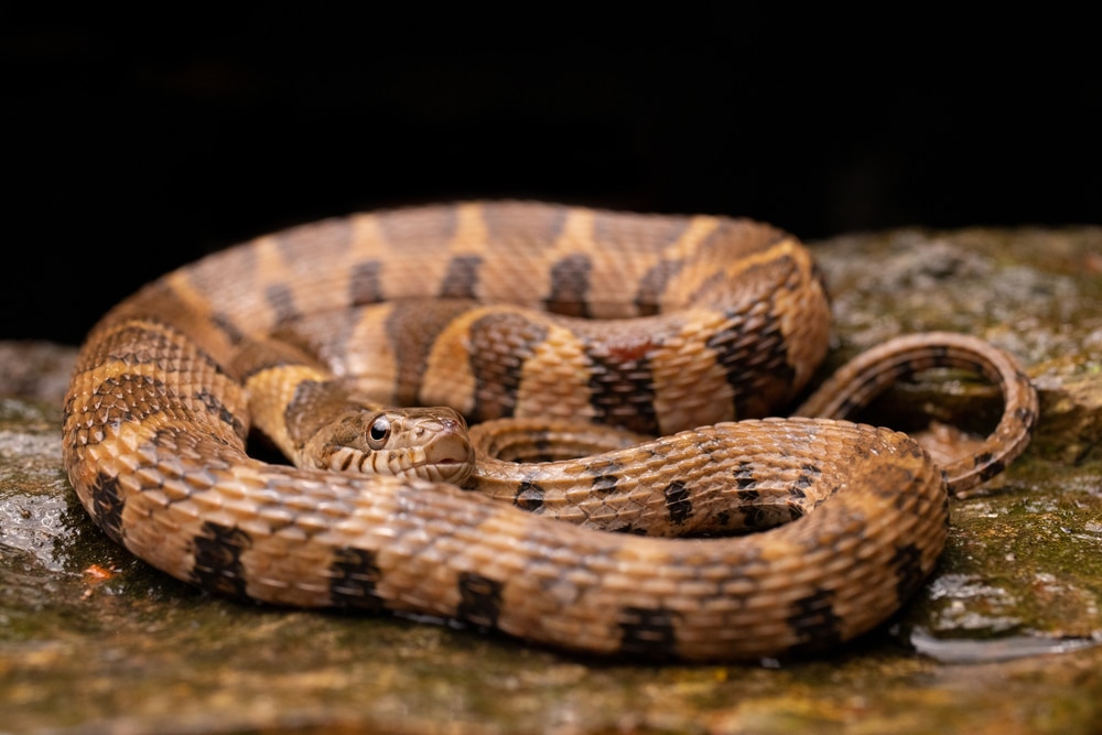 a Northern Watersnake or Nerodia sipedon sipedon coiled up on a rock, one of the highest and longest snakes in PA