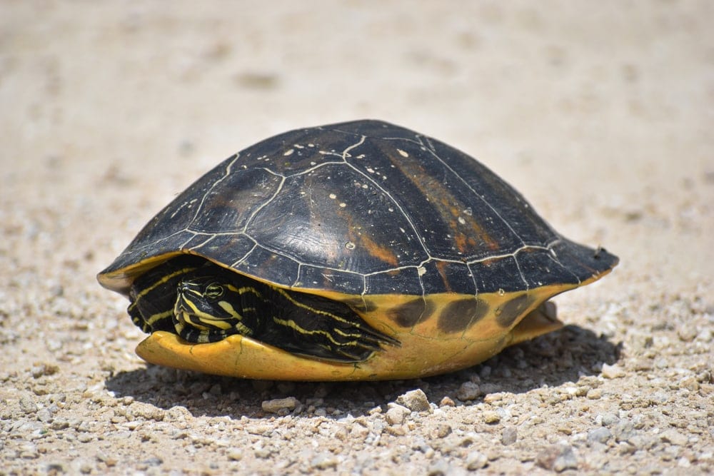Florida cooter turtle at the Big Cypress National Preserve 