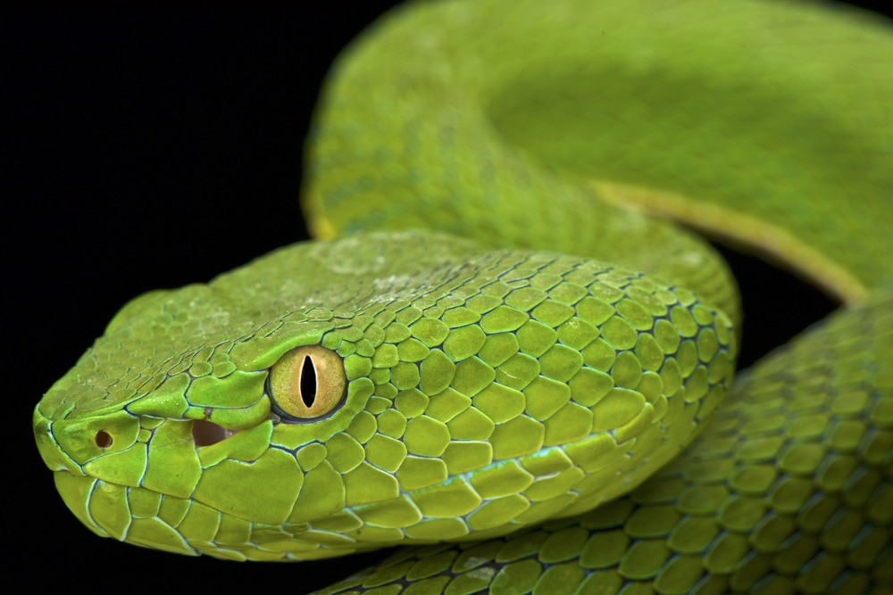 close up side view of a Gumprecht's green pitviper (Trimeresurus gumprechti on a black background 