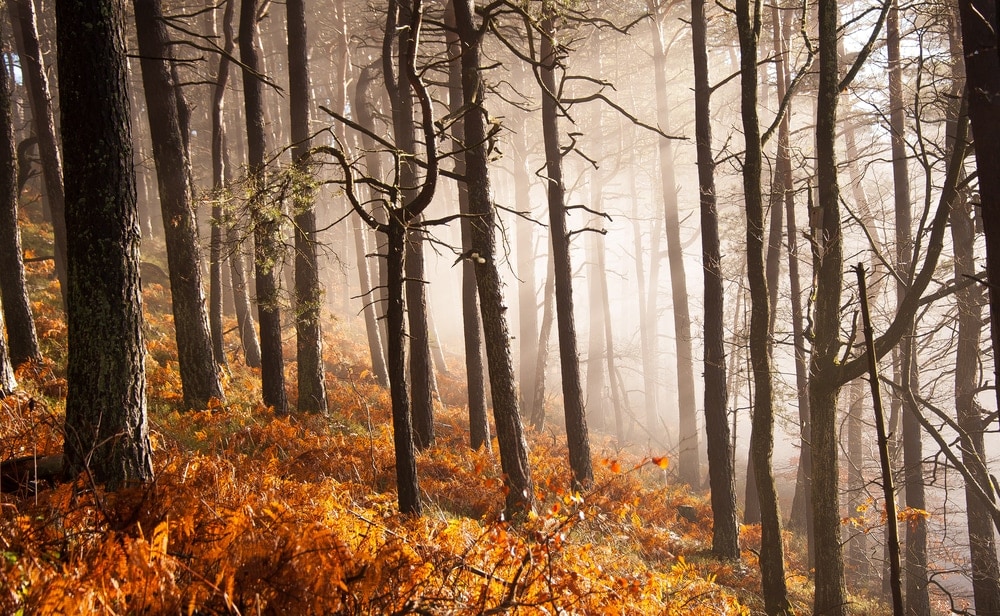 forest during late fall